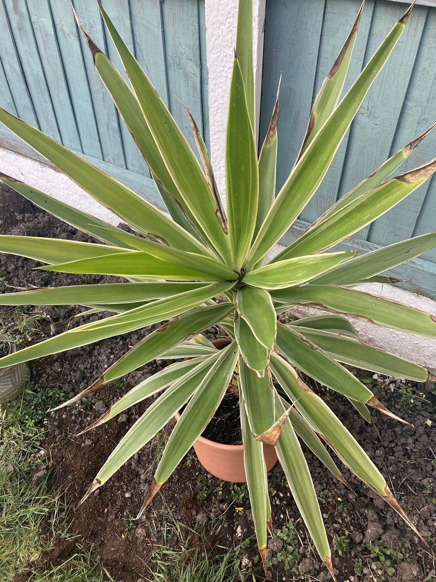 Hey #GardeningTwitter - is this a #Yucca #Plant or #Draecena? I left it outside in winter and it’s looking a bit bruised- can I put it in soil in a coastal climate? Thank youuuu 🪴 #gardening #help