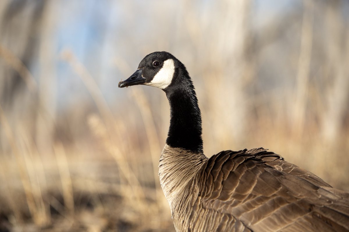 Lynchy_33's tweet photo. Ey there bud

#photography #NaturePhotography #birdphotography #goose https://t.co/UgZqmJt2YB