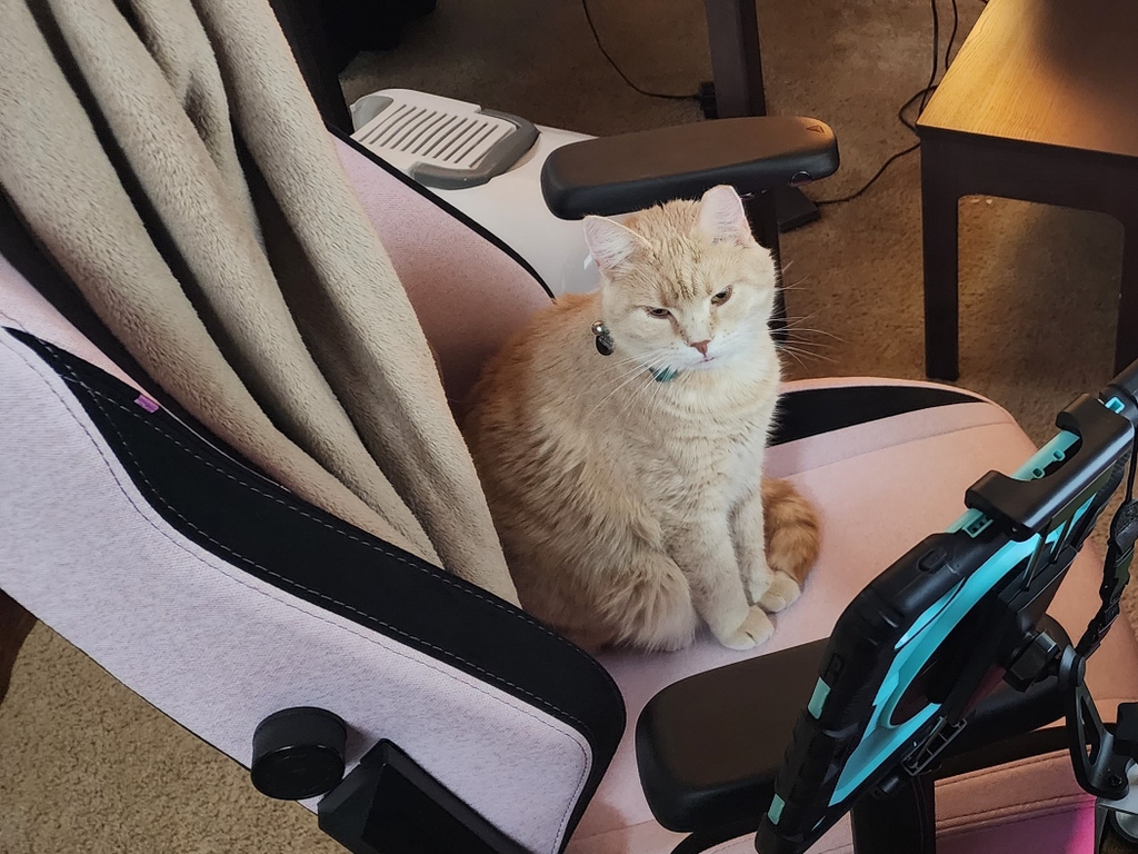 Amaretto has a case of the Mondays to rival 'Garfield'. 

He wishes everyone a good work week and tuna water for all!

#shopcat #monday #queerownedbusiness #etsyshop