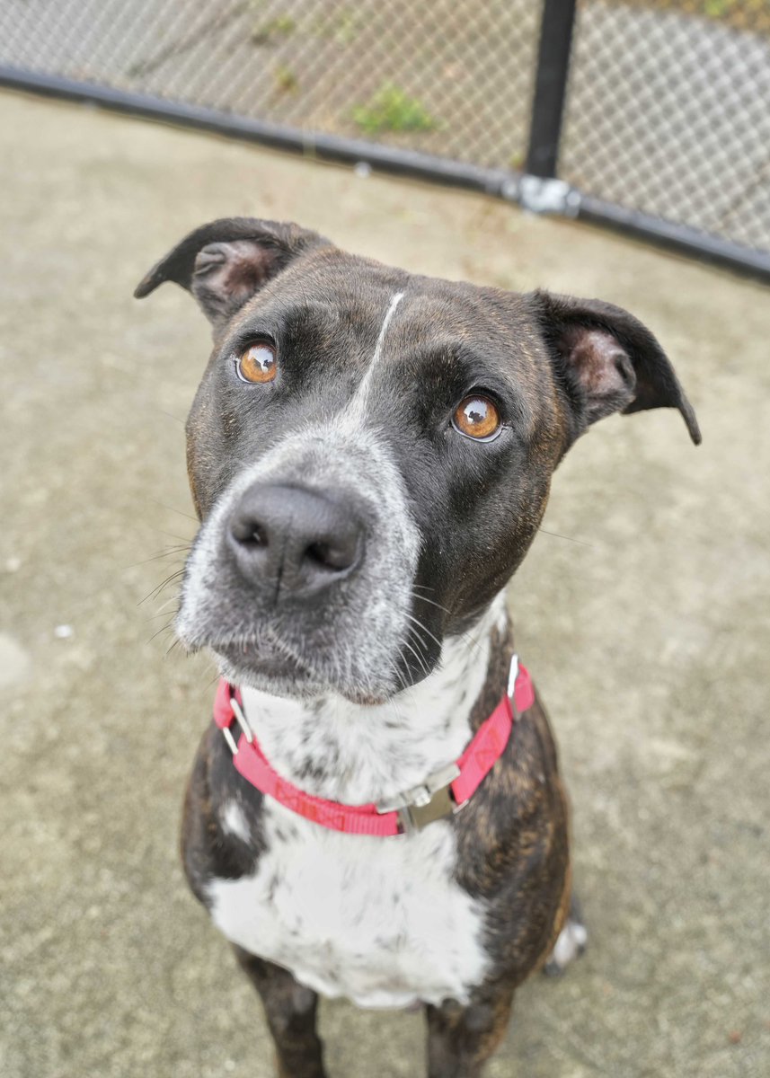 SPCAAlbrecht's tweet photo. A "Diamond" in the rough. She is a 2yr old mixed breed. She enjoys a long walk &amp; would prefer to be the only dog, and would do best with older children. She is unknown of cats. Give this sweet baby a new home for furever. We're open til 5 pm. Adopt her today!! https://t.co/XubQ3ov4xR