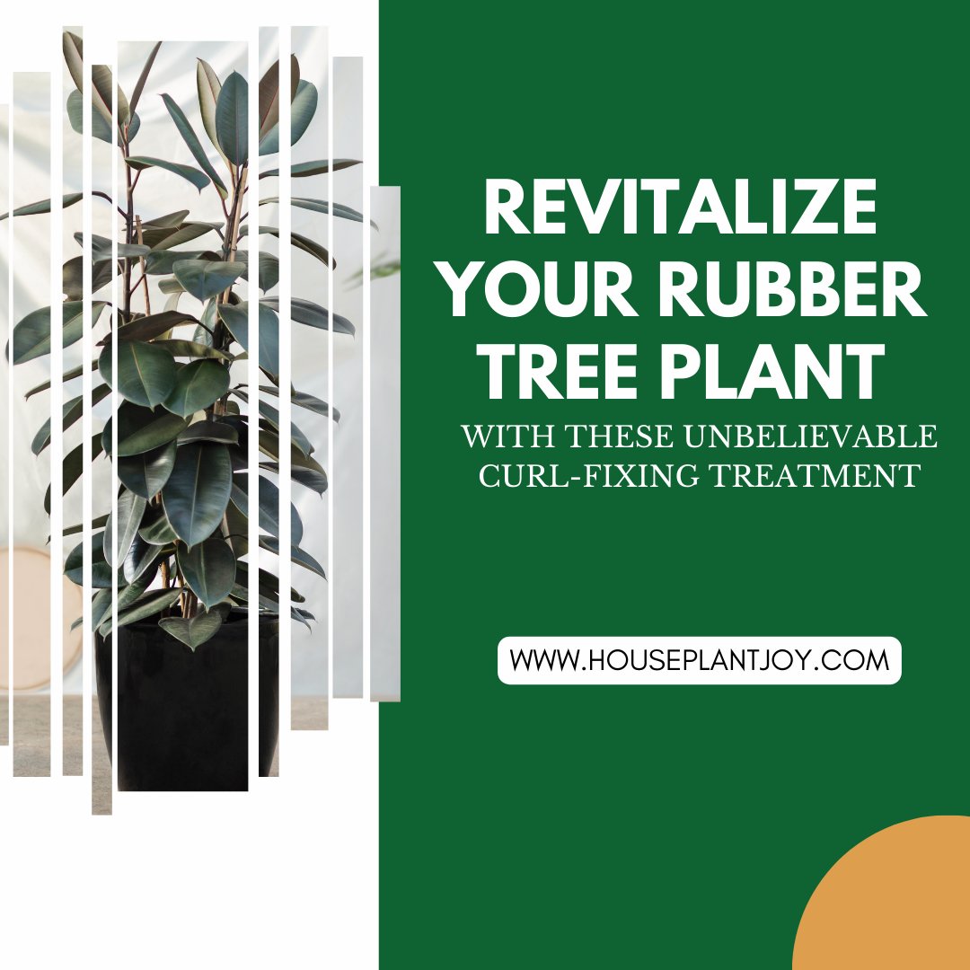 HouseplantJoy's tweet photo. Is your rubber tree plant in need of some TLC? ๐ฟ๐ Revitalize your leafy friend with these unbelievable curl-fixing treatments! Your plant will be thanking you in no time. ๐#RubberTreePlant #PlantCare #CurlFixingTreatments #PlantParenthood #GreenThumb #PlantLover #UrbanJungle https://t.co/TgC2gKhAJc