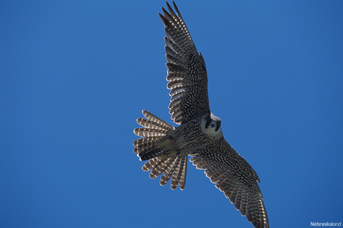 NeblandMagazine's tweet photo. #MatingMonday! For peregrine falcons, the male arrives at a nesting site and begins a series of aerial acrobatic displays to attract a mate.

The female will then perch in a convenient place, bow low and whine loudly to attract the male's attention. 

📷: Doug Carroll https://t.co/xKidsuQ5Mp