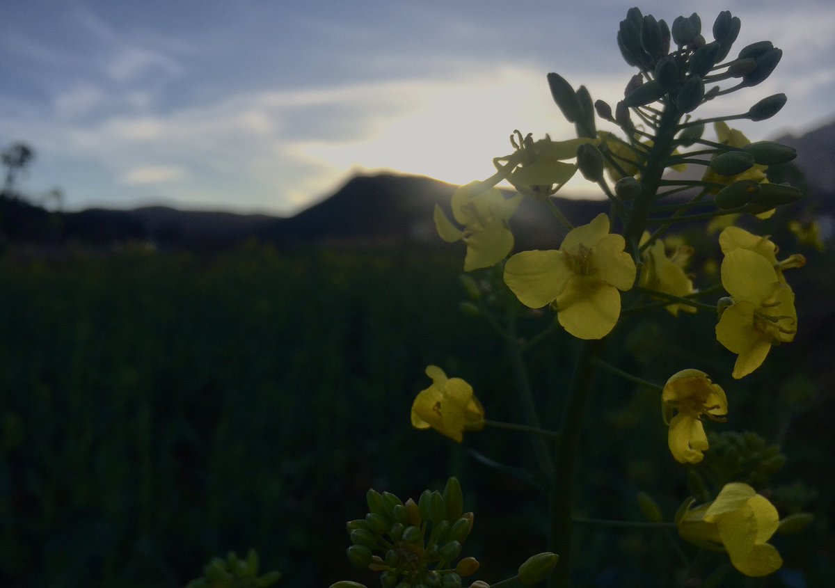 Primavera Berguedana 🌸🌺
#passióperviure #desConectar