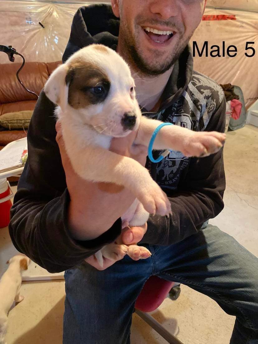 Ferndale Public School puppy name pick for pup #5 is...ROCKY!  Imagine a certain theme song in your head now.  And welcome Rocky! 😍<a href="/Ferndalerocks/">Ferndale Public School</a>