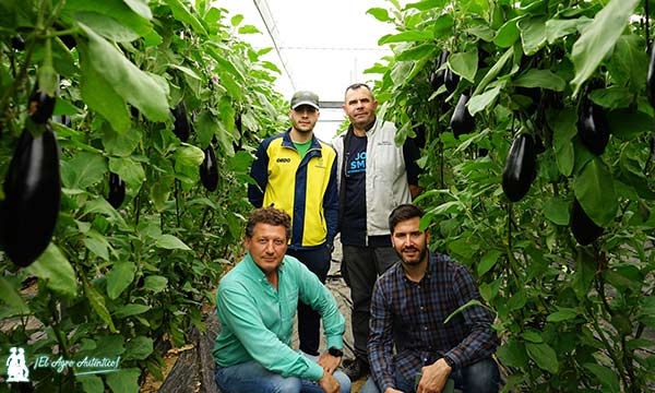 🆕#RijkZwaan hace más grande su catálogo de #berenjena con la nueva Nelka

📝agroautentico.com/2023/03/rijk-z…

📌Nelka es una variedad fuerte de raíz, poderoso sistema radicular que le permite desarrollar frutos y mantener color y brillo durante todo el ciclo
🍆🍆🍆

#Almeria #agricultura