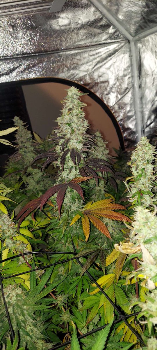 gps_seedbank's tweet photo. Massive colas of Purple Crunch (Do-Si-Dos x Purple Punch) grown by Ult.
Bred by: Greenpoint Seeds
#purplecrunch #dosidos #purplepunch #ogkb #faceoffog #larryog #gdp #granddaddypurple #cannabisculture #cannabiscommunity #growyourown #feminizedseeds #greenpointseeds https://t.co/c1GNMst3uC