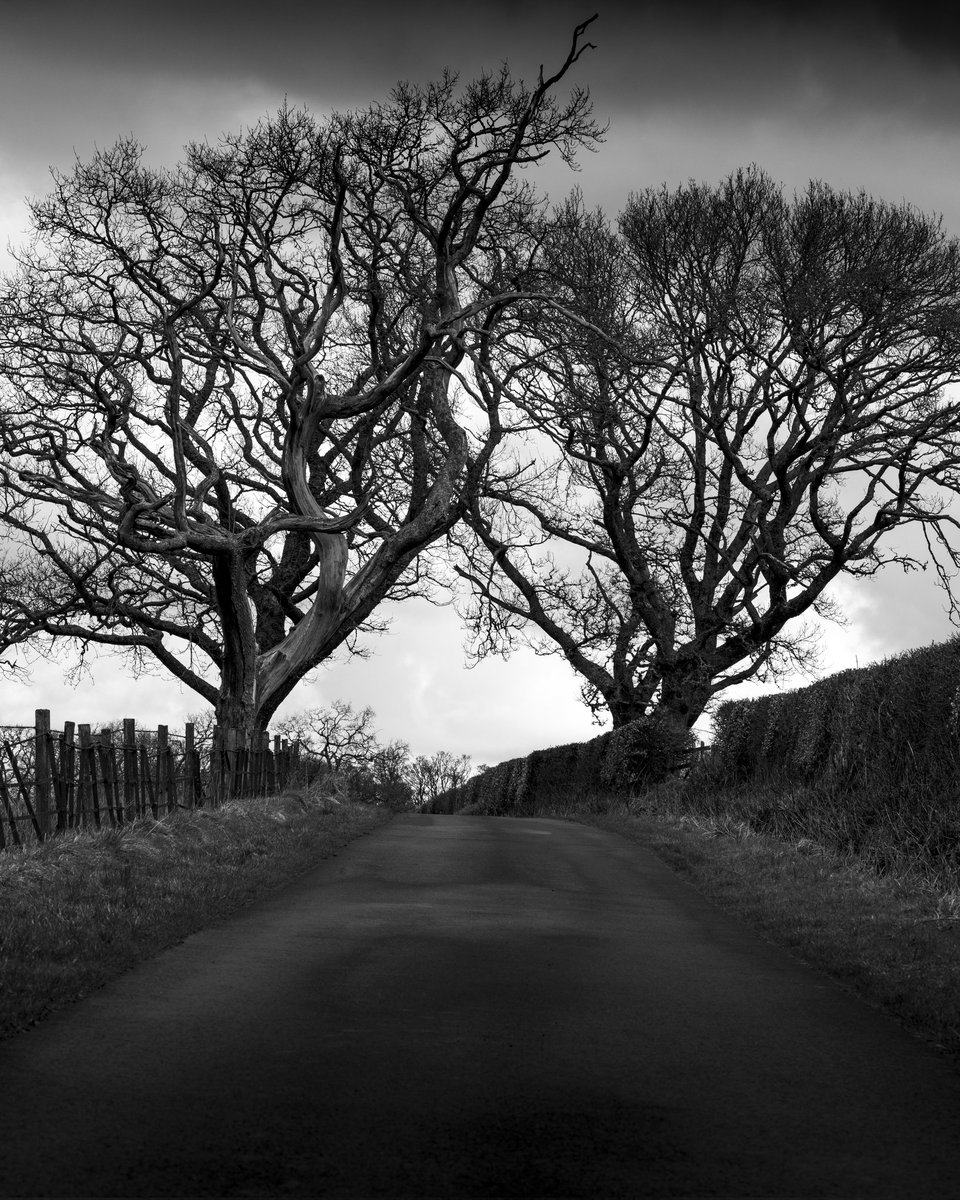 tcrtryon's tweet photo. Always wanted to capture this scene in black and white, especially before the leaves return. The 2 trees are almost guarding the lane, standing proud. https://t.co/W4m3EjScYC