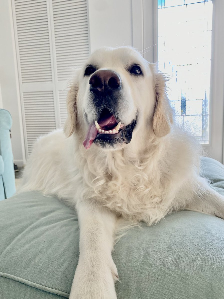 TheGoldenRatio4's tweet image. Please celebrate today by eating something you shouldn't and by giving absolutely zero fucks
