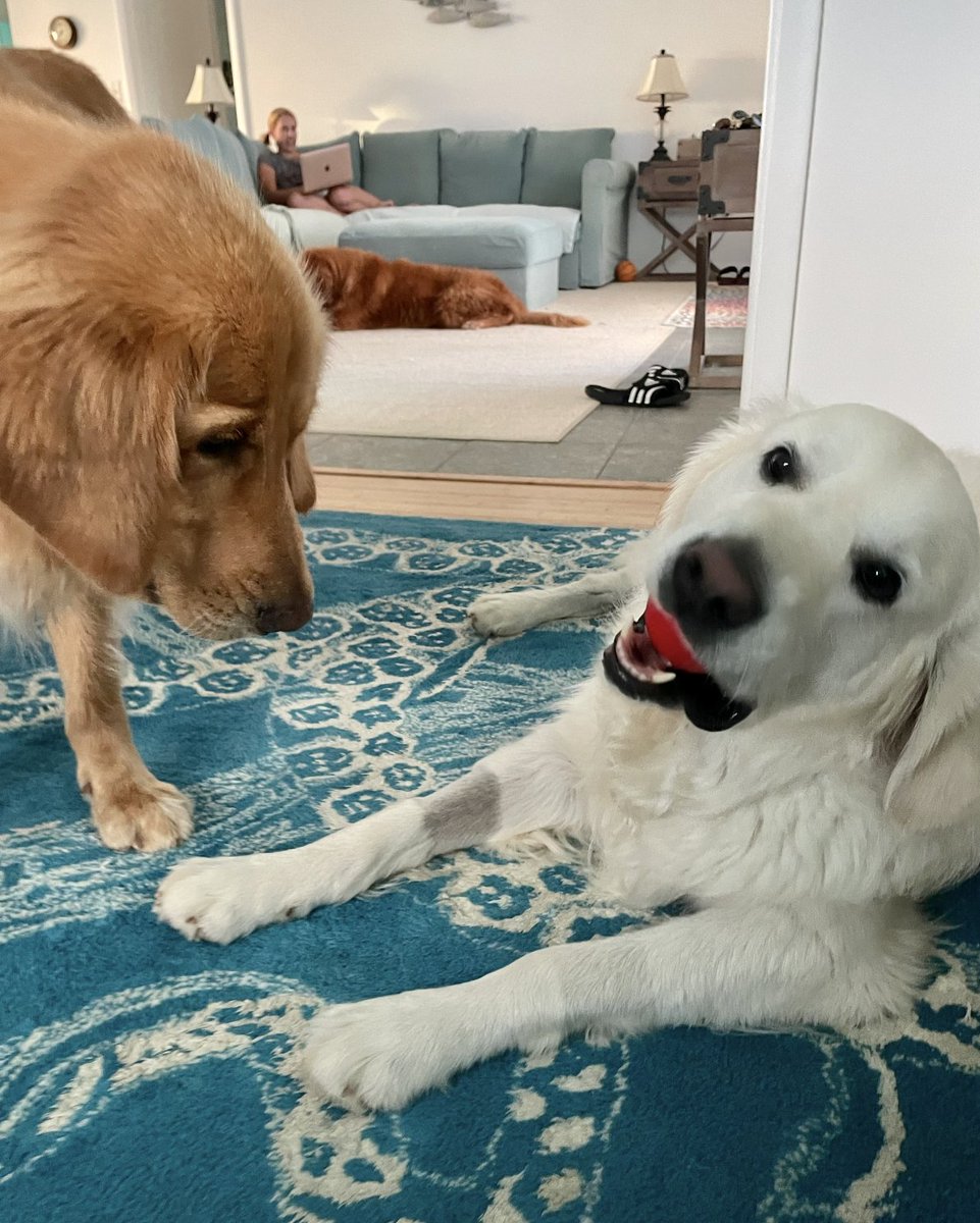 TheGoldenRatio4's tweet image. Today would have been Voodoo's 5th Birthday. There has been a huge hole in the squad since we lost him to epilepsy last year...