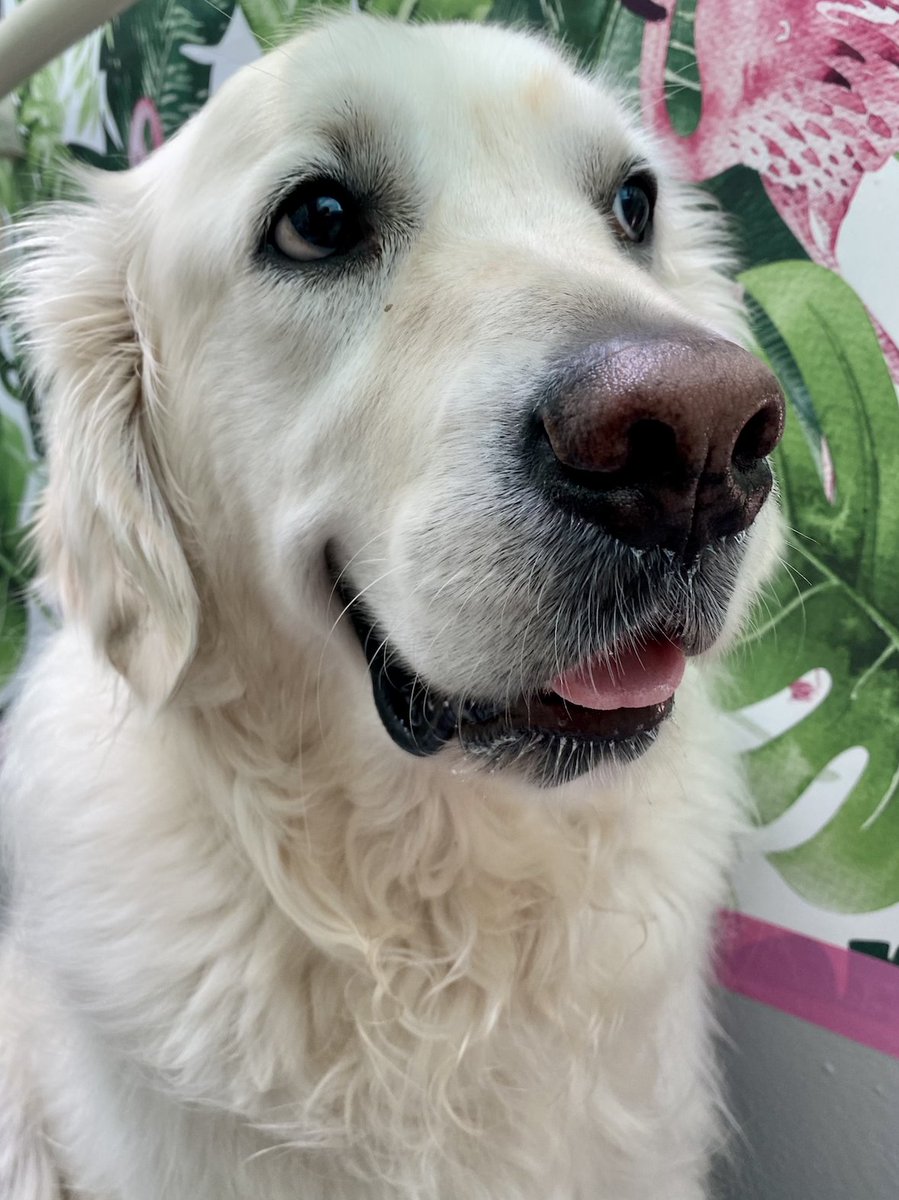TheGoldenRatio4's tweet image. Today would have been Voodoo's 5th Birthday. There has been a huge hole in the squad since we lost him to epilepsy last year...