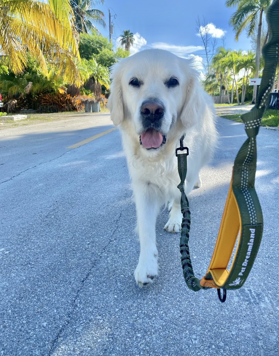 TheGoldenRatio4's tweet image. Today would have been Voodoo's 5th Birthday. There has been a huge hole in the squad since we lost him to epilepsy last year...