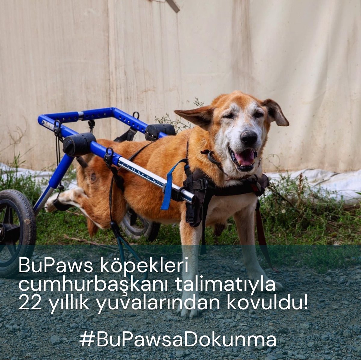 #BuPawsaDokunma 
Zulmetmeyin , hayvanları alıştığı yerden etmeyin
Tek tek bütün güzelliklere savaş açıp bizi bıktırmaya mı çalışıyorsunuz