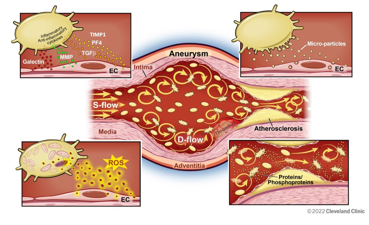 <a href="/CircRes/">Circulation Research</a> Review Alert! #Platelets at the Vessel Wall in Non-Thrombotic Disease. Learn more at ahajrnls.org/40vLin8   
@2scottish