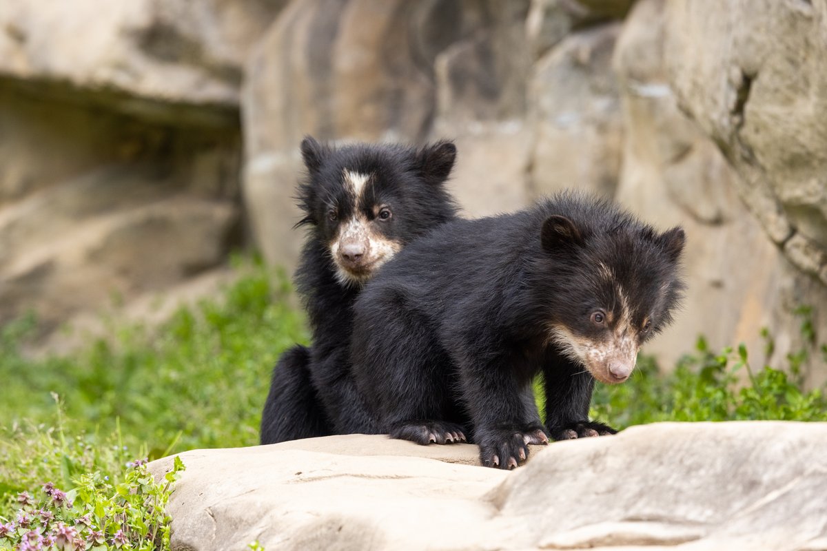 NationalZoo's tweet photo. Drum roll please! 🥁 We are beary excited to announce our Andean bear cubs Sean and Ian are now on exhibit! At four months old, Sean and Ian have exited the den with mom Brienne and are busy exploring their yard. Planning a visit to see the cubs? (1/) https://t.co/1ITPhCVplS