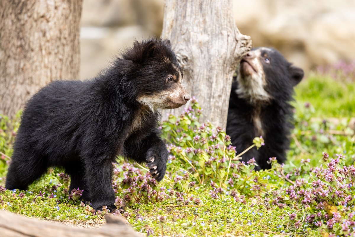 NationalZoo's tweet photo. Drum roll please! 🥁 We are beary excited to announce our Andean bear cubs Sean and Ian are now on exhibit! At four months old, Sean and Ian have exited the den with mom Brienne and are busy exploring their yard. Planning a visit to see the cubs? (1/) https://t.co/1ITPhCVplS