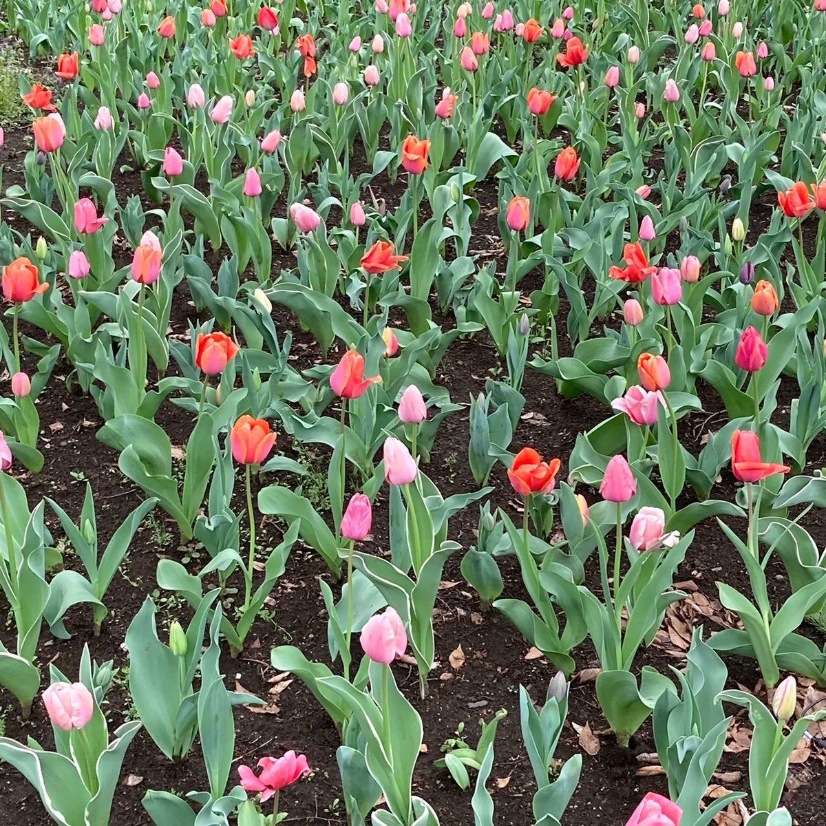 NoblePearl's tweet photo. #日比谷公園 #第二花壇 の #チューリップ が花数を増やしております。
#見頃 はまだ先ですが、昨日より #フォトスポット #TOKYOPARKS150YEARSANNIVERSARYGARDEN が設置されました。
今年の #春 の #思い出 を #写真 に残してみませんか?

#HibiyaPark #tulip #TOKYOPARKS #Spring #memory #photospot https://t.co/TkI9uG1hRE
