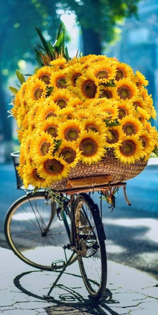 solodkapomsta's tweet photo. @les_messieurs 🙏🌻 https://t.co/Hmip8El0EG