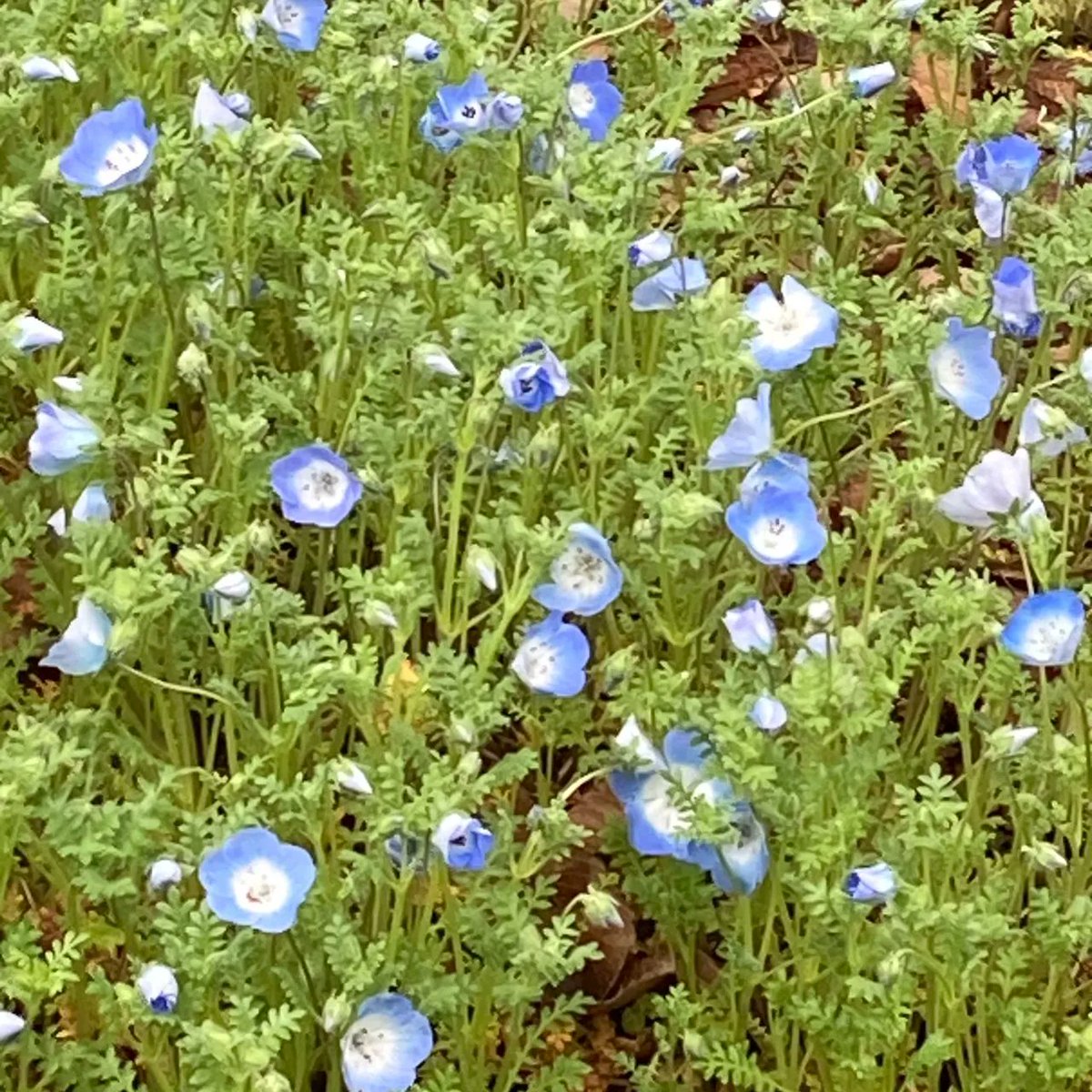 NoblePearl's tweet photo. #日比谷公園 #第二花壇 の #ネモフィラ が花数を増やしております。
#見頃 はまだ先ですが、昨日より #フォトスポット #TOKYOPARKS150YEARSANNIVERSARYGARDEN が設置されました。
今年の #春 の #思い出 を #写真 に残してみませんか?

#HibiyaPark #Nemophila #TOKYOPARKS #Spring #memory #photospot https://t.co/zJlhBhQpsx