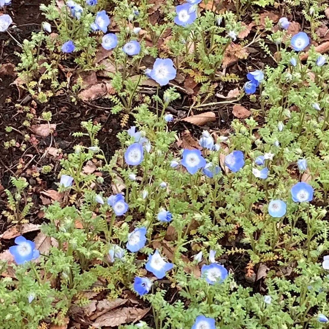 NoblePearl's tweet photo. #日比谷公園 #第二花壇 の #ネモフィラ が花数を増やしております。
#見頃 はまだ先ですが、昨日より #フォトスポット #TOKYOPARKS150YEARSANNIVERSARYGARDEN が設置されました。
今年の #春 の #思い出 を #写真 に残してみませんか?

#HibiyaPark #Nemophila #TOKYOPARKS #Spring #memory #photospot https://t.co/zJlhBhQpsx