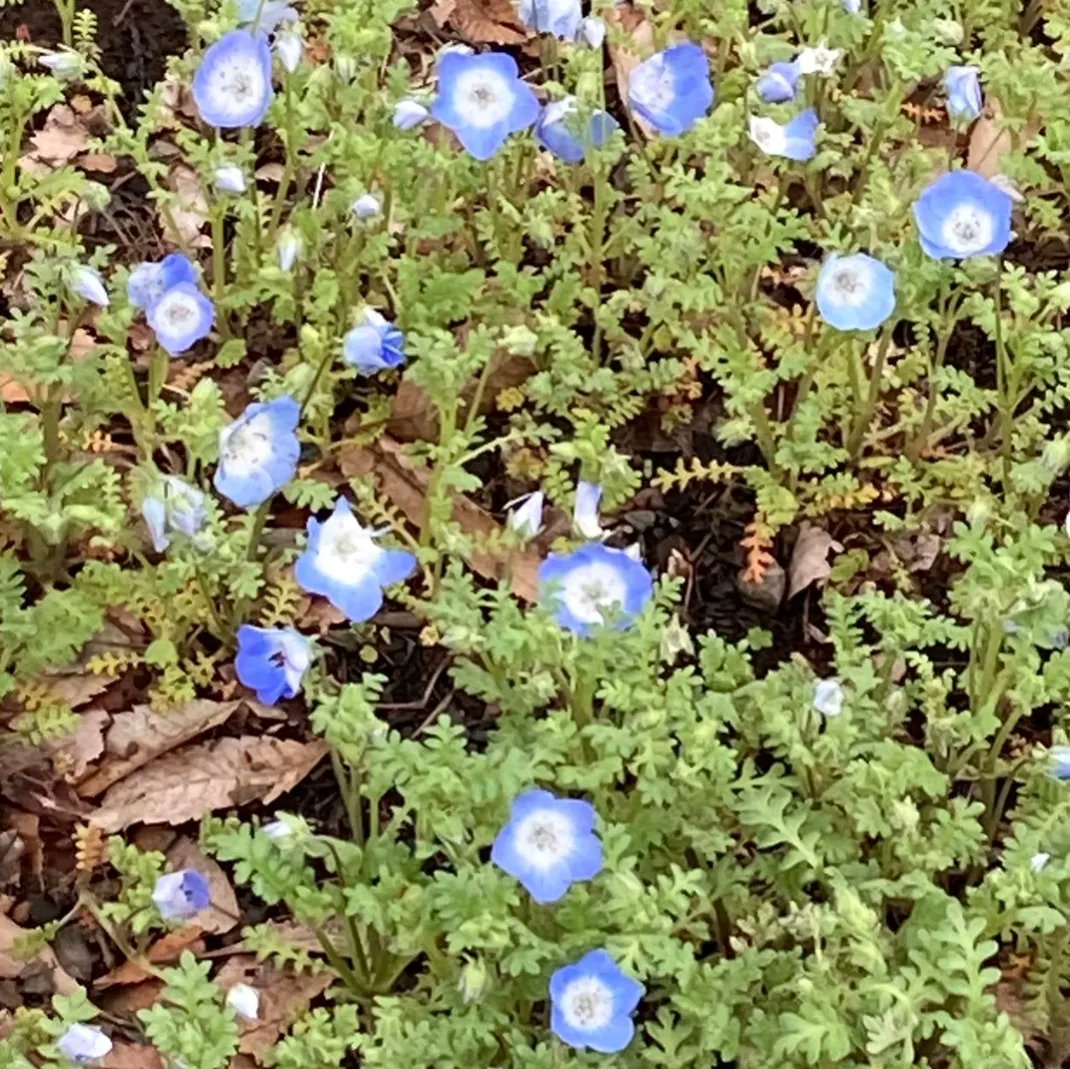NoblePearl's tweet photo. #日比谷公園 #第二花壇 の #ネモフィラ が花数を増やしております。
#見頃 はまだ先ですが、昨日より #フォトスポット #TOKYOPARKS150YEARSANNIVERSARYGARDEN が設置されました。
今年の #春 の #思い出 を #写真 に残してみませんか?

#HibiyaPark #Nemophila #TOKYOPARKS #Spring #memory #photospot https://t.co/zJlhBhQpsx