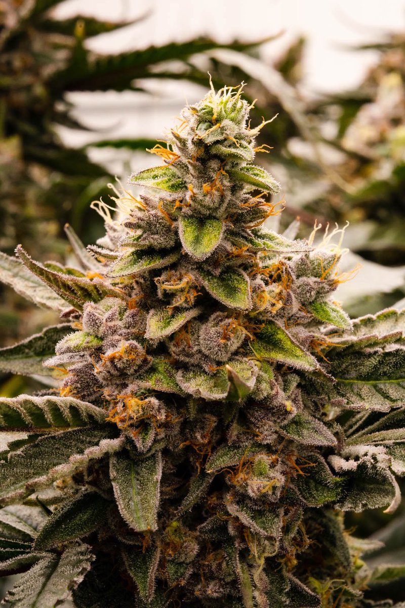 Marveling at this Moxie beauty, sparkling with trichomes, like a galaxy of tiny stars ready to elevate your senses. 🌿✨