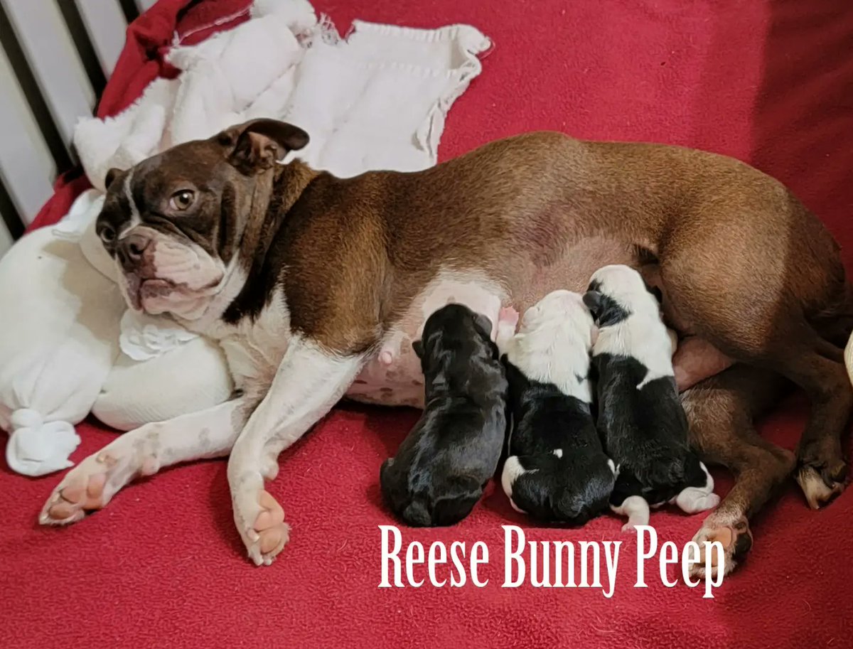 FurpectFrenchie's tweet photo. Happy Birthday to Peep, Bunny and Reese. These are Izzy's babies, 50/50 Frenchtons, born this morning. They are so precious!!!!😍❤️🥰😘🥳🎂
(OUR LINKS)
https://t.co/74pWm24YX5

https://t.co/i97kXxE8Bo

https://t.co/vbkeFqTsy9

https://t.co/tbpSCMQe6j

https://t.co/c1ZOPKVvQB https://t.co/hl8BujW5A7