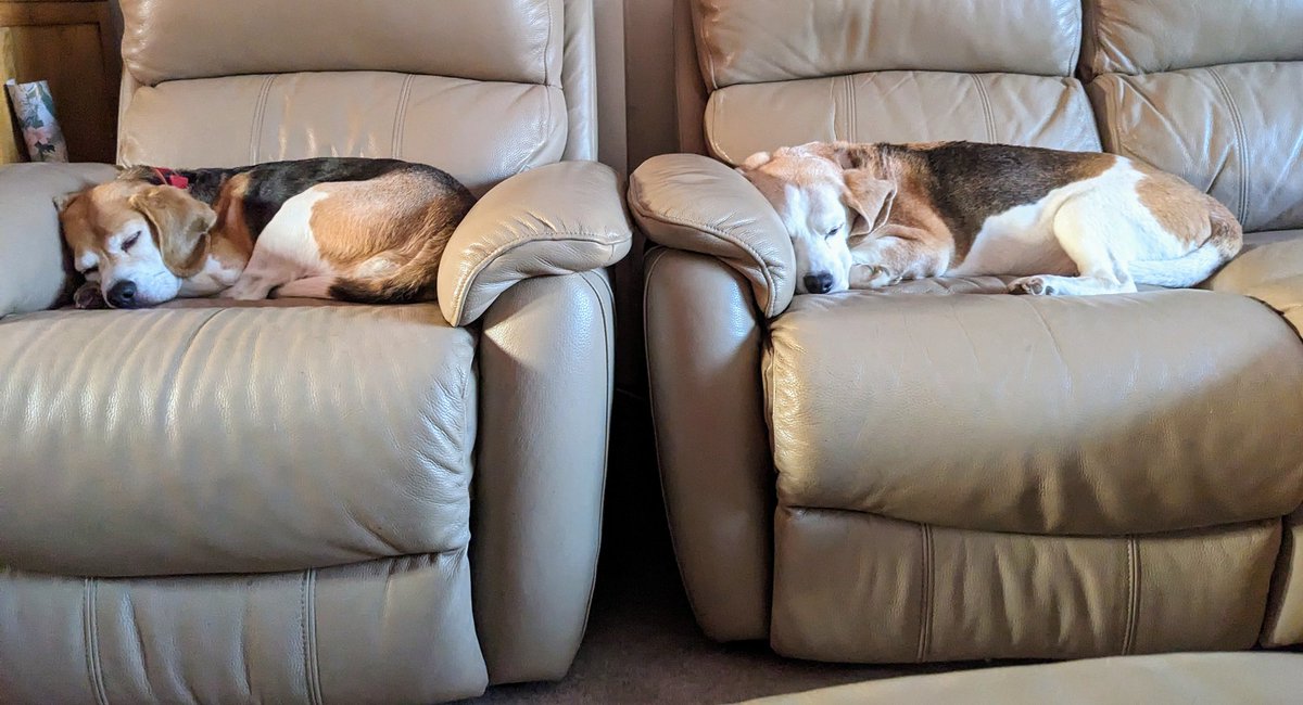 <a href="/RachelRileyRR/">Rachel Riley MBE 💙</a> Was nearly surprised by this but then remembered how nice you guys are. Met you both at <a href="/pupaid/">Pup Aid 2025</a> and found out you have beagles in your formative years 😉 we'd offer some space but they would have to wrestle for sofa opportunities...