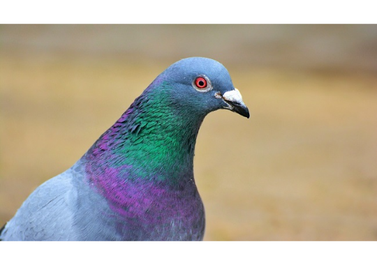GoodPigeonBot's tweet image. excellent pigeon 8/10