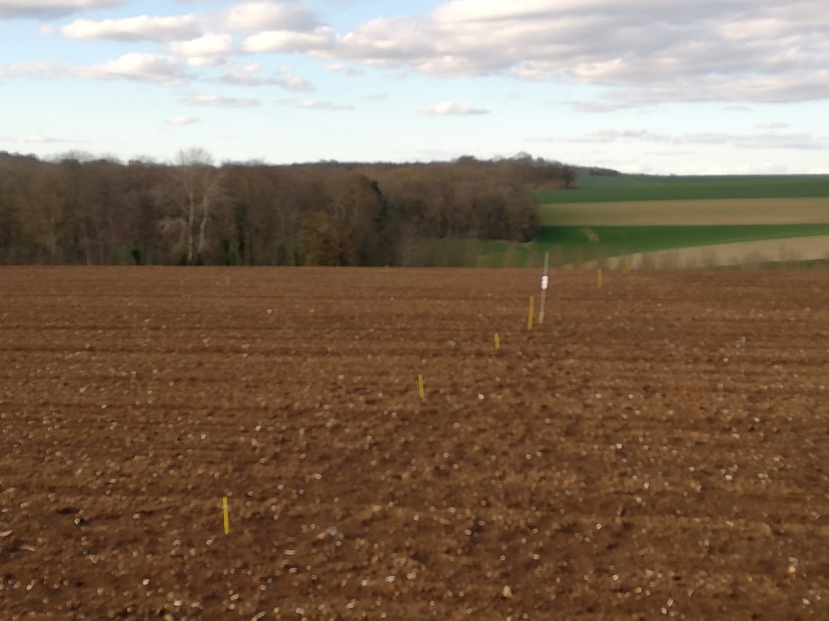 J ➕ 1️⃣0️⃣ après le semis, germination des betteraves sur nos essais 😃

👉 gestion des adventices 🌱
👉 Methodes alternatives pour lutter contre les #pucerons🕷️

<a href="/noriapcoop/">noriap</a> <a href="/agrosolutions/">Agrosolutions 🔍 💧 🌾 🤝</a> <a href="/GuillaumeBOYET/">Guillaume Boyet - NORIAP 🧢</a> <a href="/ReneePREVOST80/">Renée PREVOST (NORIAP)</a> <a href="/EstelleCleuet/">Cleuet Estelle NORIAP</a> <a href="/SucNicolas/">Suc Nicolas</a> <a href="/DebeauvaisITB/">Yohan Debeauvais ITB</a> <a href="/ITBetterave/">ITB - Institut Technique de la Betterave</a>