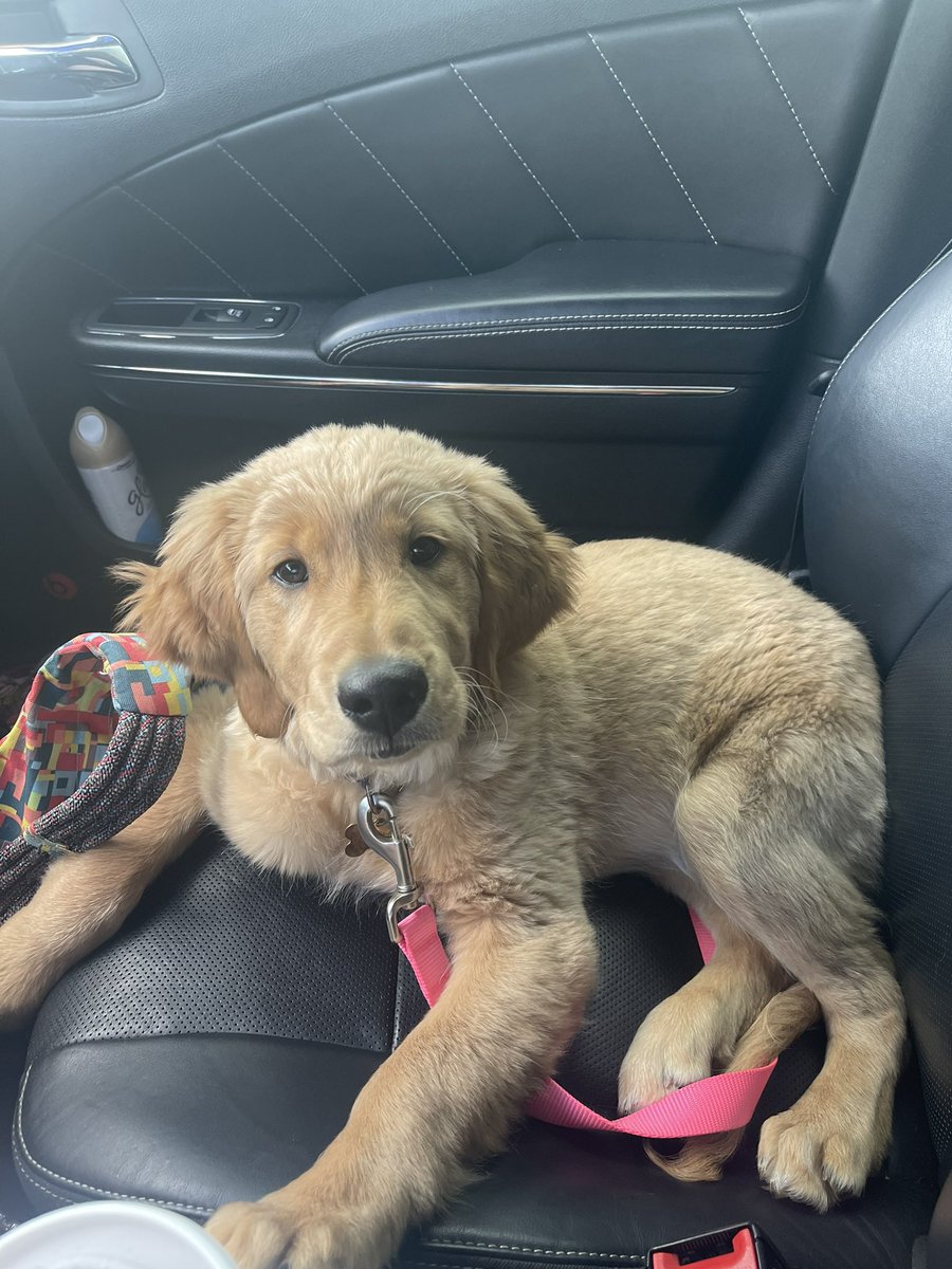 brlessenberry's tweet photo. Baby but bigger https://t.co/RlFNzZWbyQ