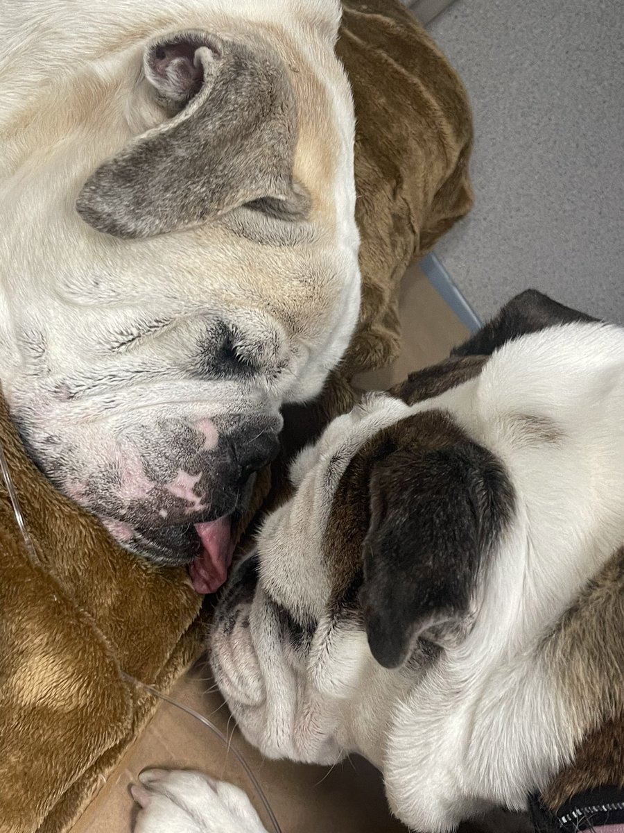 Jen Royle tweet media