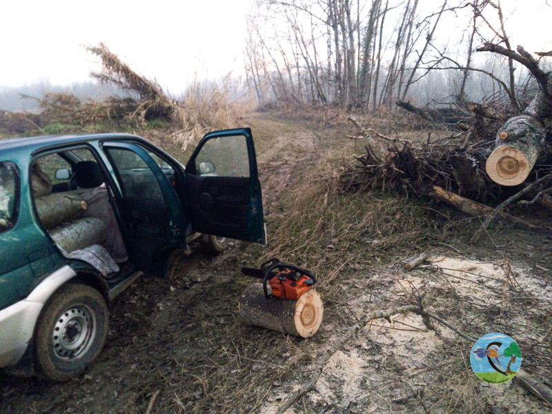ale_ghiggi's tweet photo. Il legno di un Pioppo bianco crollato per la siccità ci assicurerà la costruzione di tronchi nido in tempi brevi. Andrà fatto riposare qualche settimana affinché l'acqua contenuta nel fusto possa evaporare dai tessuti conduttori agevolando così la lavorazione. #campagneturchesi https://t.co/Hc5983HmAZ