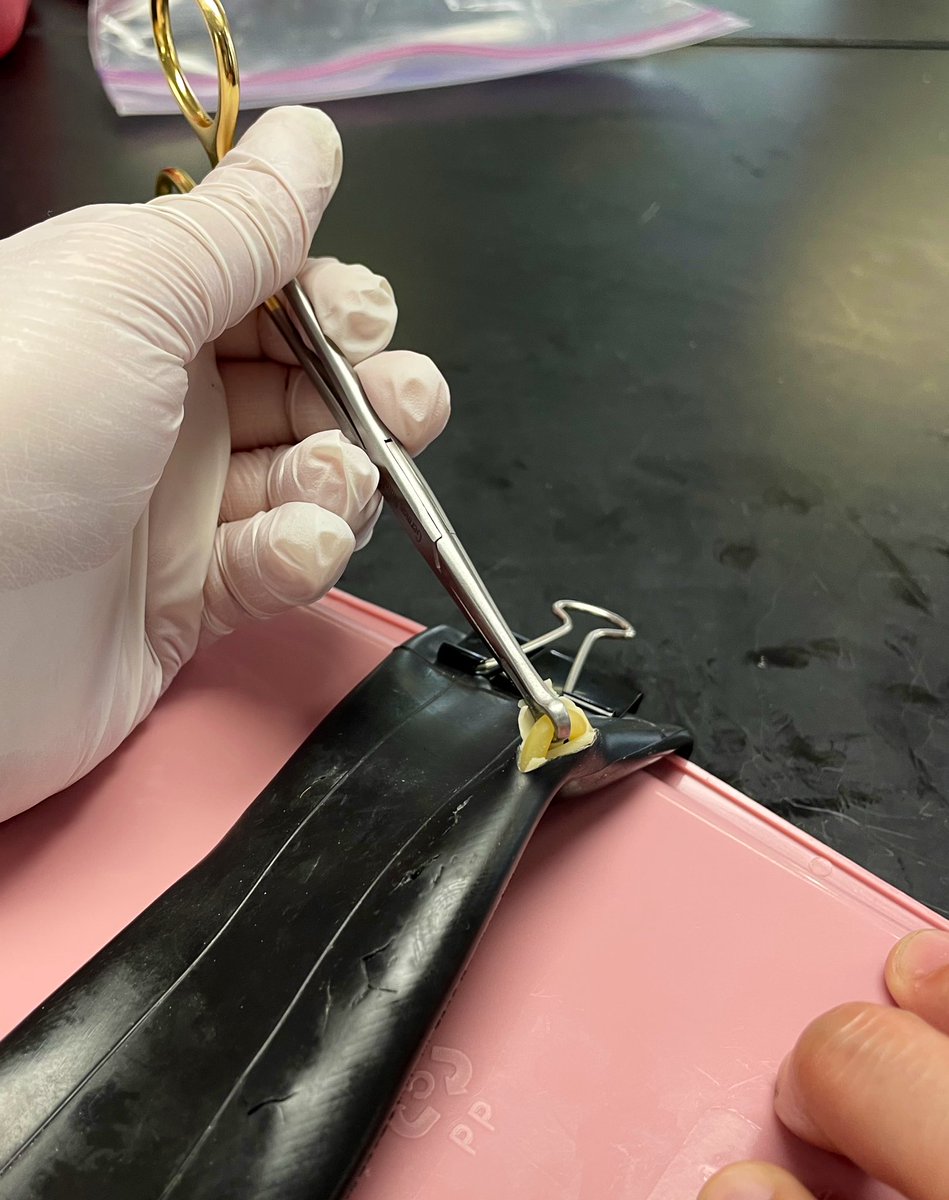 Michael Tram tweet media