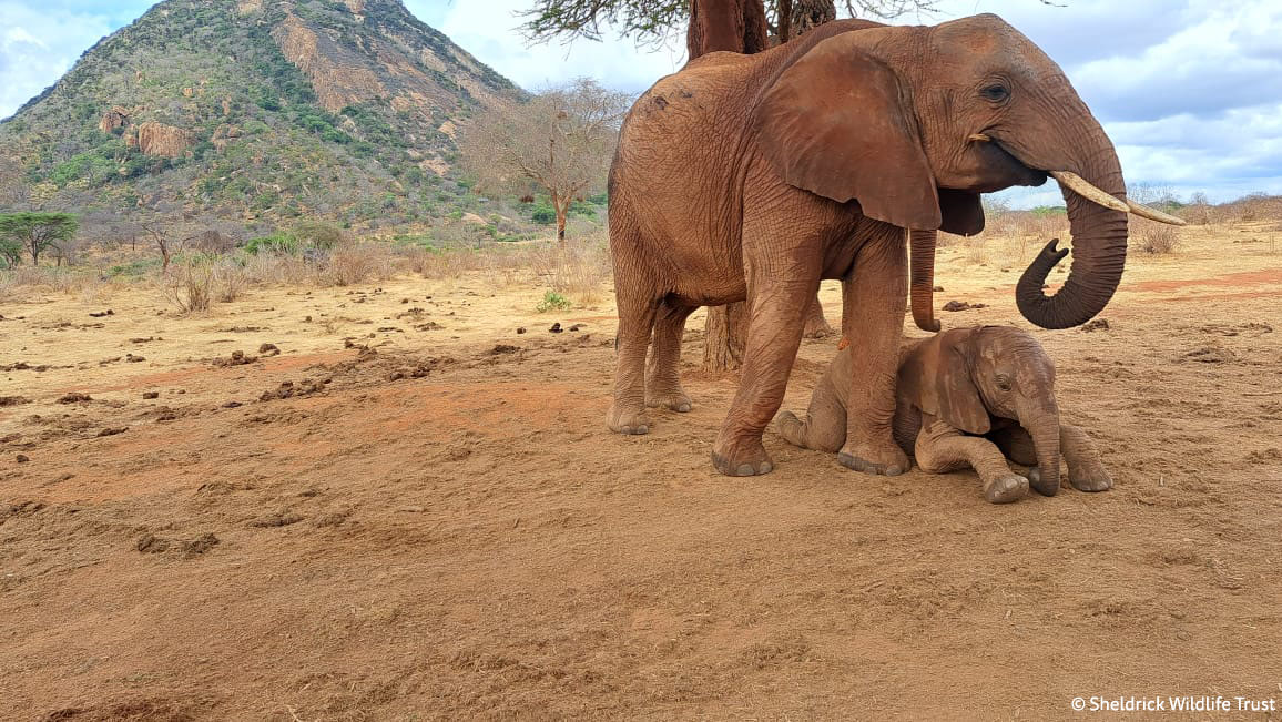 SheldrickTrust tweet picture