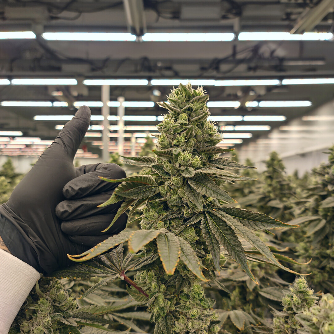 Crikey, look at the size of it! 

By popular demand, Cobra Lips is coming soon in a bigger 14g size!