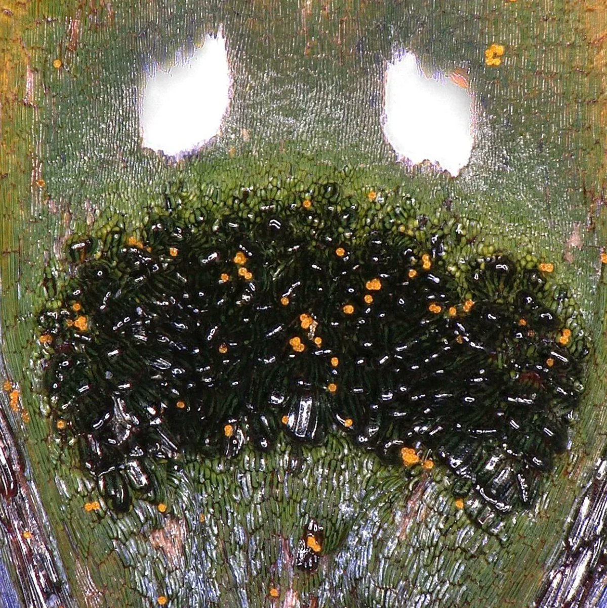 ScienceAlert on Twitter "South African daisies grow fake flies to fool horny males into mating