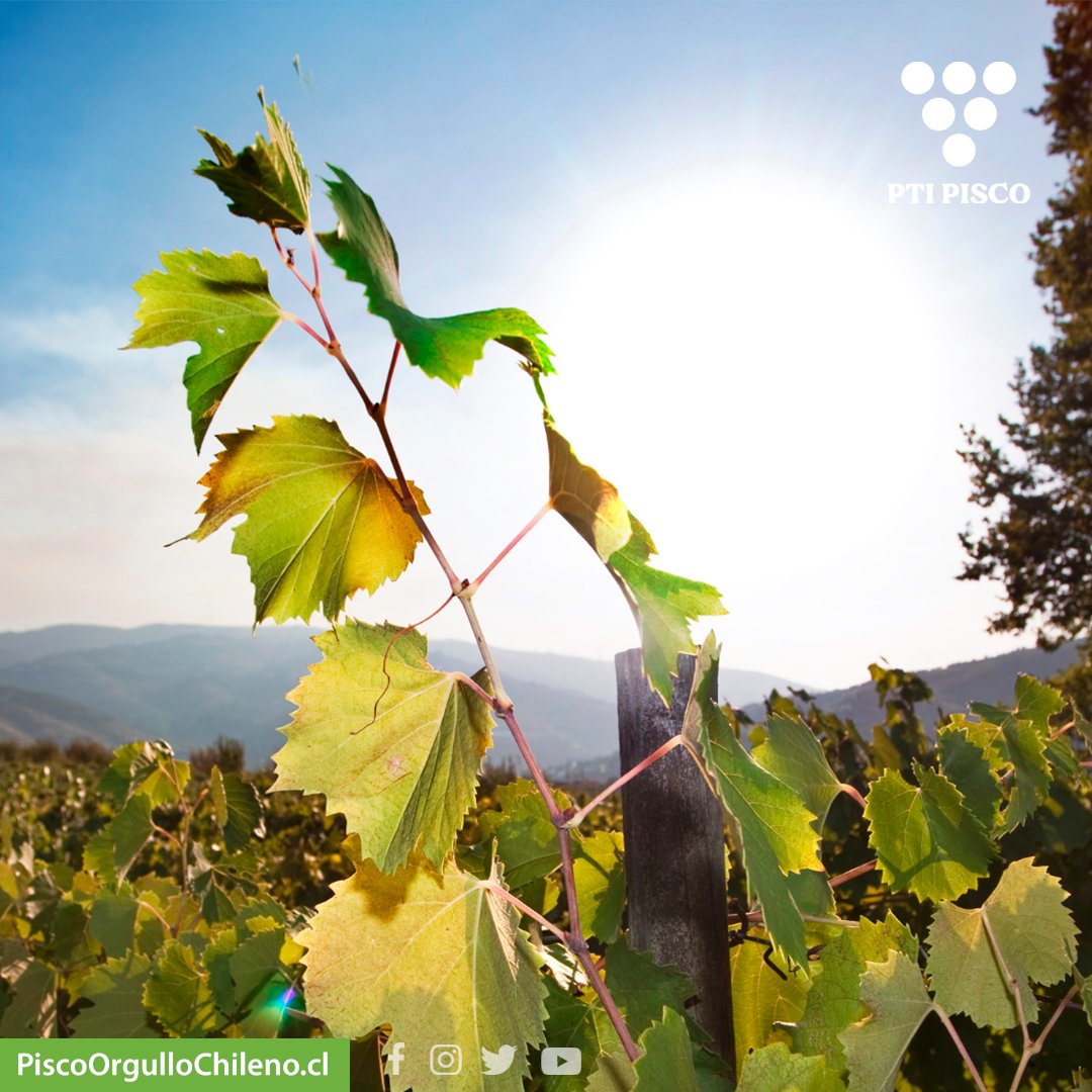 🍇 Las vides pisqueras se cultivan en  los valles de Atacama y Coquimbo, donde las condiciones del clima y el suelo son ideales para su crecimiento🌱
Días soleados y noches frescas dan como resultado uvas de alta calidad con sabores únicos y aromas intensos.

#PiscoOrgulloChileno