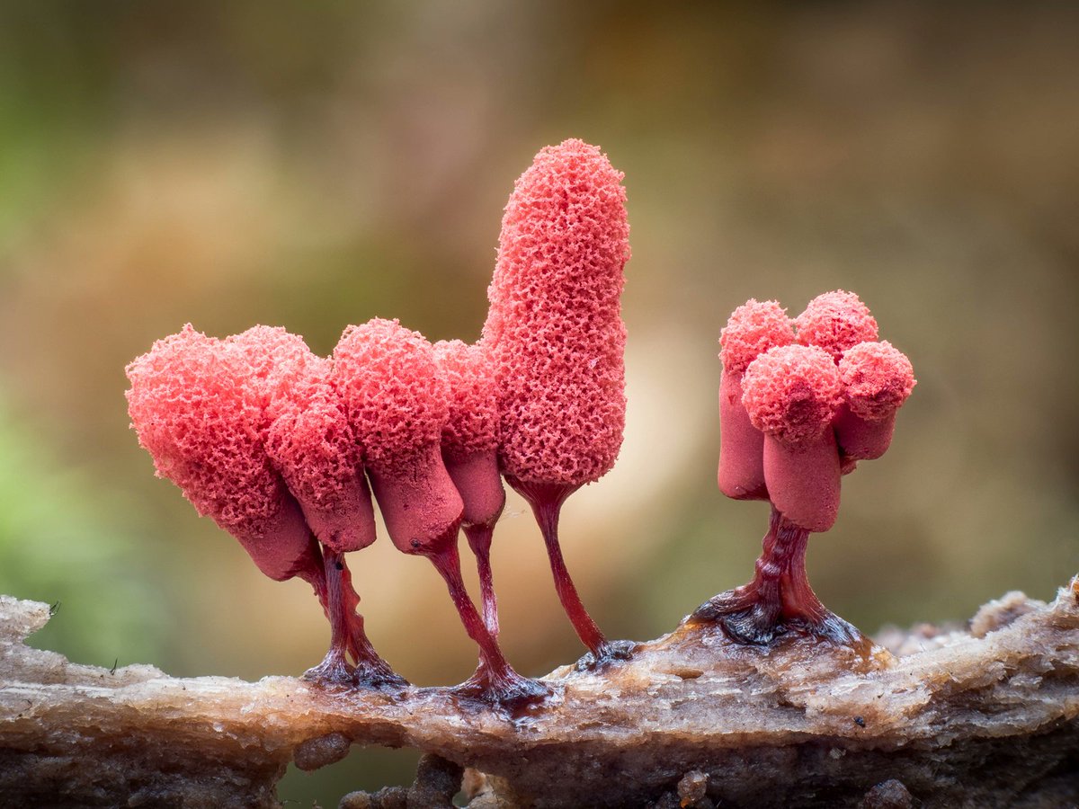 FatherMcKennaa's tweet photo. Born from spores, like mushrooms, Myxomycetes(slime molds) have the ability to move through their environments &amp; hunt for prey. The fungus moves like a huge amoeba at about 1cm per hour. They consume organic material and are often unique in coloring due to a buildup of pigments. https://t.co/e1wXFQ6vpg