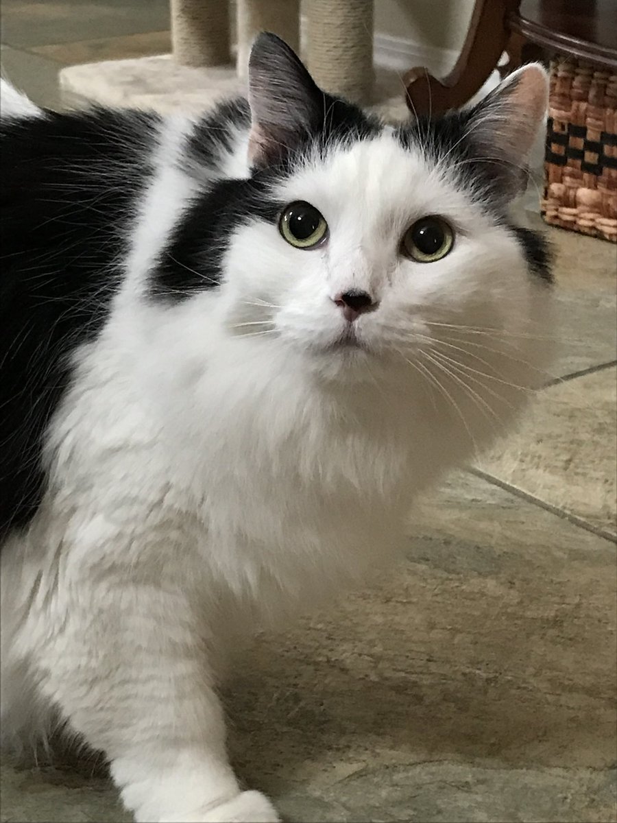 CeCe is waiting for an answer. Do you have any treats???? #CatsOfTwitter