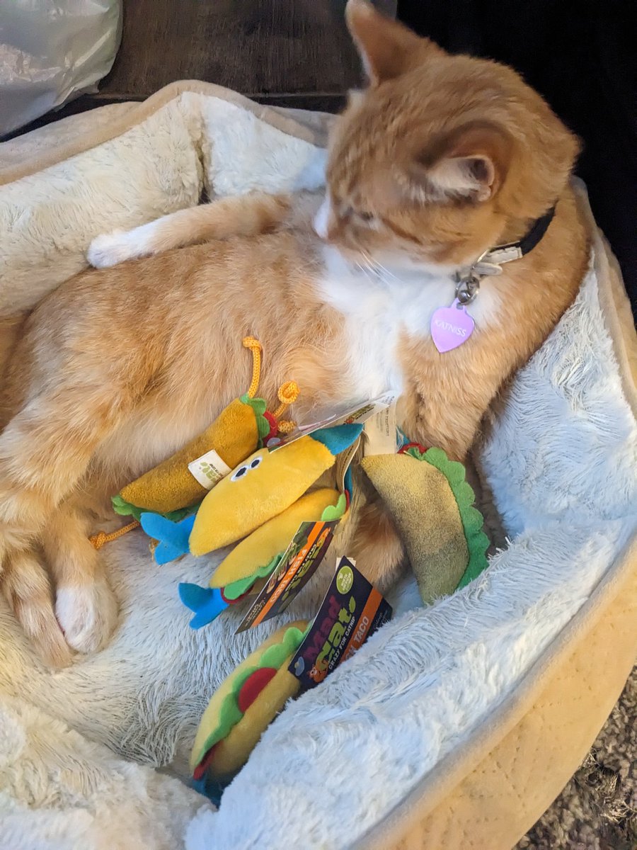 Armyofskankz's tweet photo. @madcattoys That feeling when you have to get backups when for your cat's favorite toy https://t.co/kEacsQSzbi