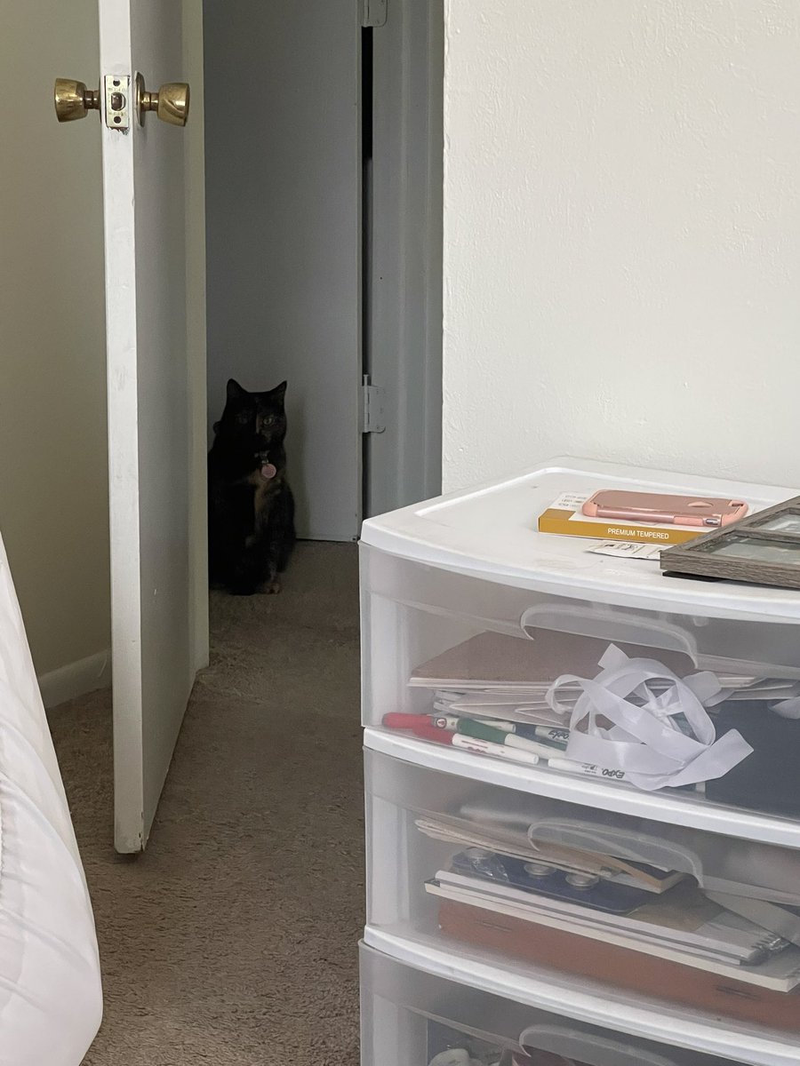 My cat does this new thing where she’ll sit outside my office and meow for attention… ma’am, all I do is try to pet you? You don’t have to beg??????