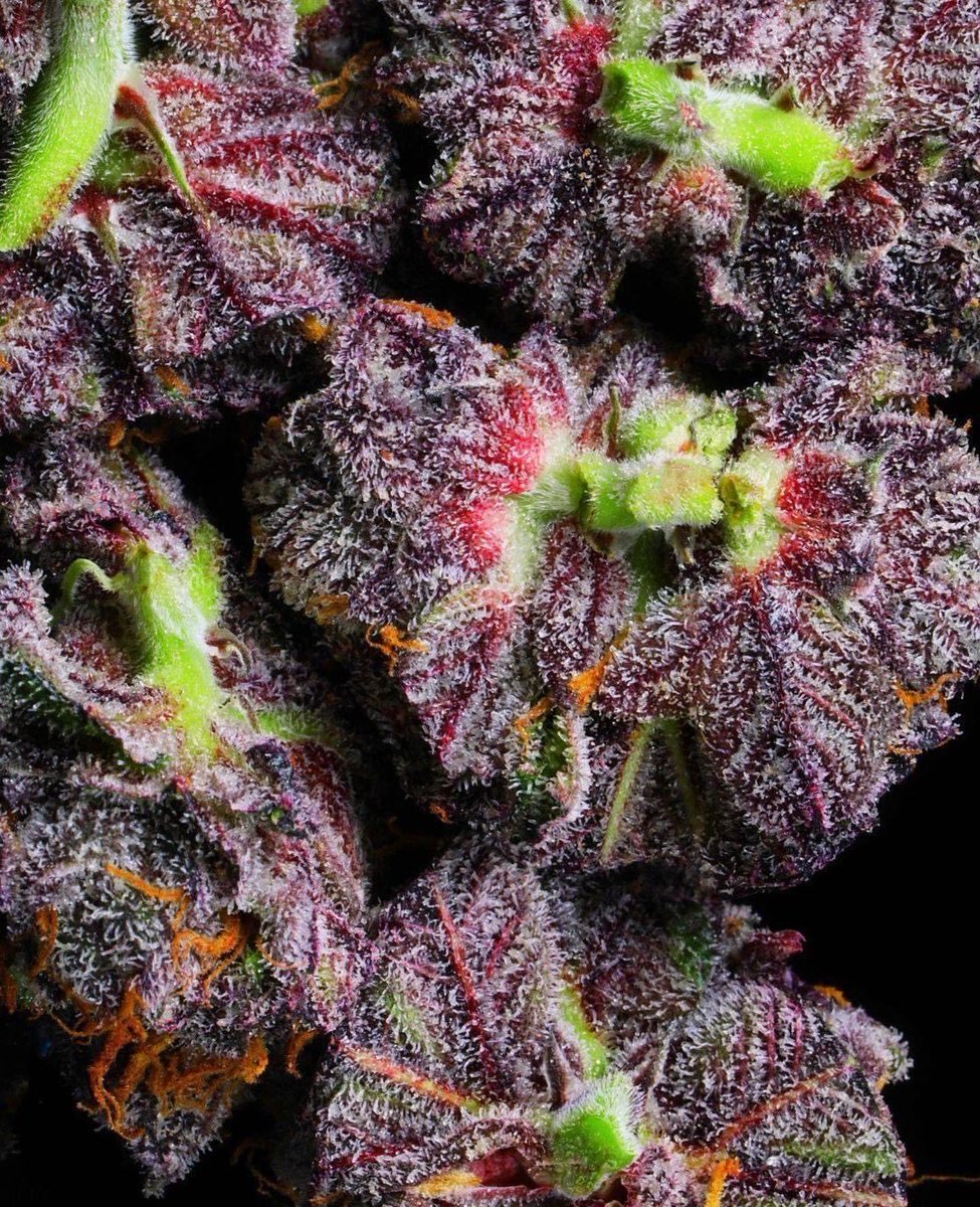 Tropicana Cookies 🍓🍪🔥🍃

#StonerFam #Mmemberville #WeedLovers #CannabisCommunity
