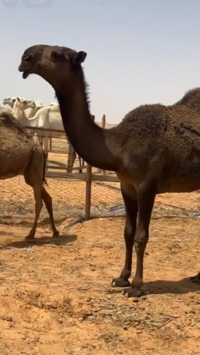 #سلطان_الصفر #جائزة_الملك_عبدالعزيز