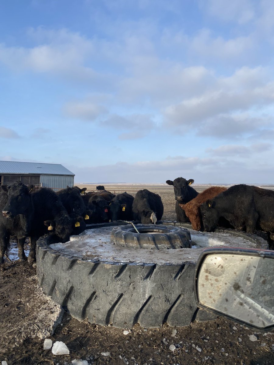 PUK U 2 (@PukwanaU) on Twitter photo 2023-03-27 23:42:58 Scour Guarded the cows today. Even pulled the bulls. Just looked at the chart looks like we’ll finish up calving January 2 this year. Tank in one of the calving yards still froze solid #arewehavingfunyet Scour Guarded the cows today. Even pulled the bulls. Just looked at the chart looks like we’ll finish up calving January 2 this year. Tank in one of the calving yards still froze solid #arewehavingfunyet