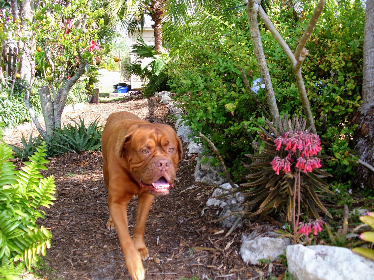 LEXI THE DOGUE tweet media
