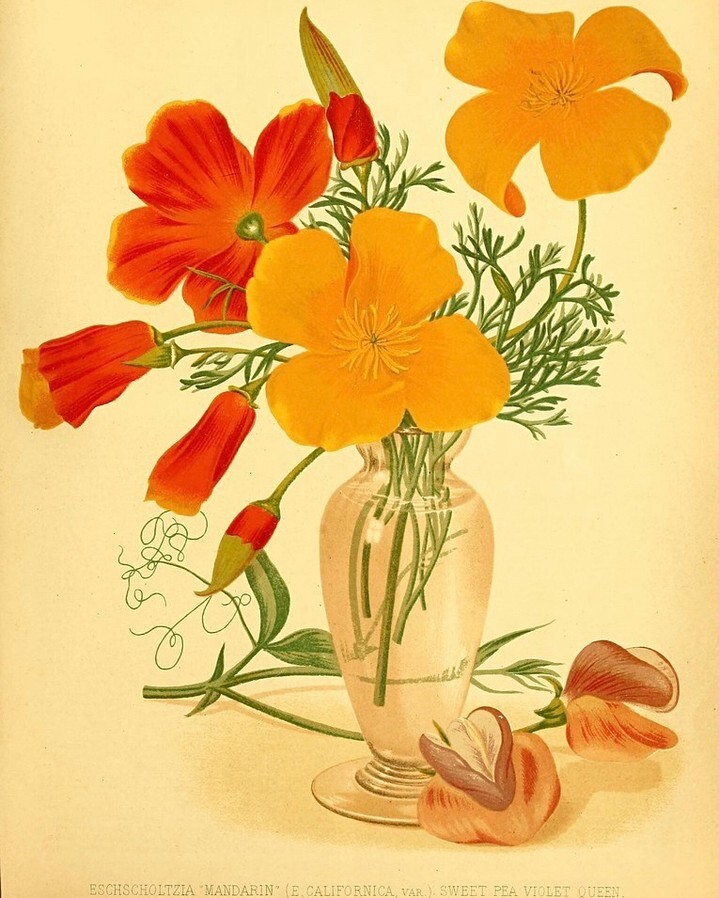 Proudly made in California! We hope everyone is enjoying the spring poppies 🧡​​​​​​​​
.​​​​​​​​
.​​​​​​​​
.​​​​​​​​
#lebongarcon #caramel #treatyourself #locallymade #california