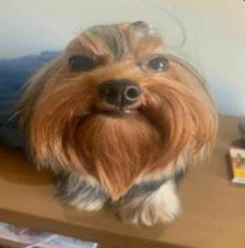 0grewatch69's tweet photo. @KeybladeCookie Funny animal for you, sorry to hear, that sucks :( https://t.co/QRiSj1ka0W