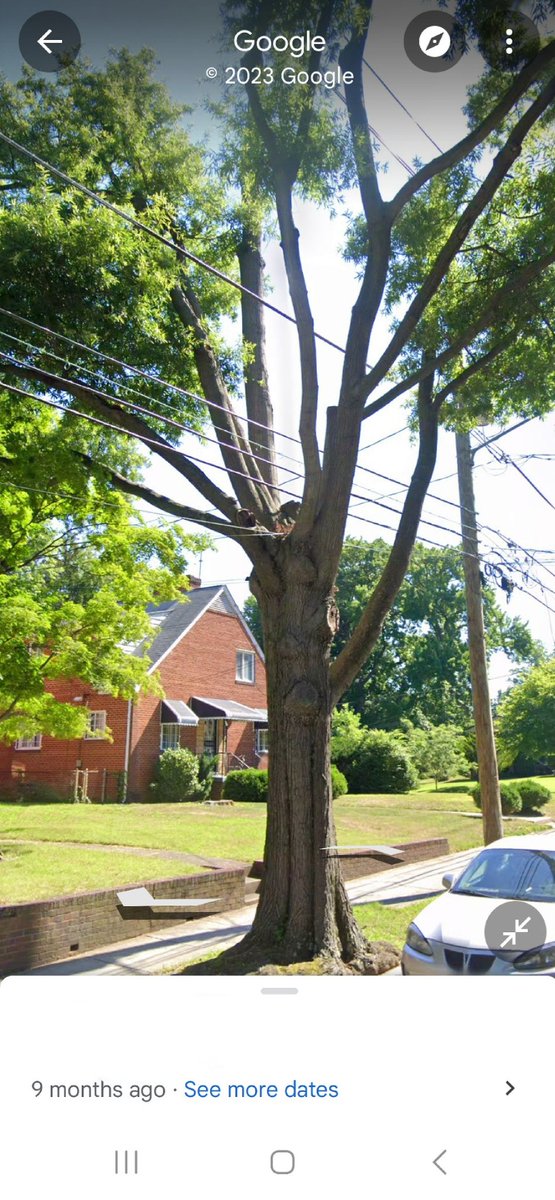 CDHarris10's tweet photo. @DDOTDC Urban Forestry - Apparently Urban Forest Preservation and Tree Canopy Protection Acts only apply in NW, &amp; not to city services? V disappointed to come home to see this perfectly hlthy Heritage Tree cut down. Had to be other options. 3400blk of Carpenter St.  @MayorBowser https://t.co/AsGbDRdiTH