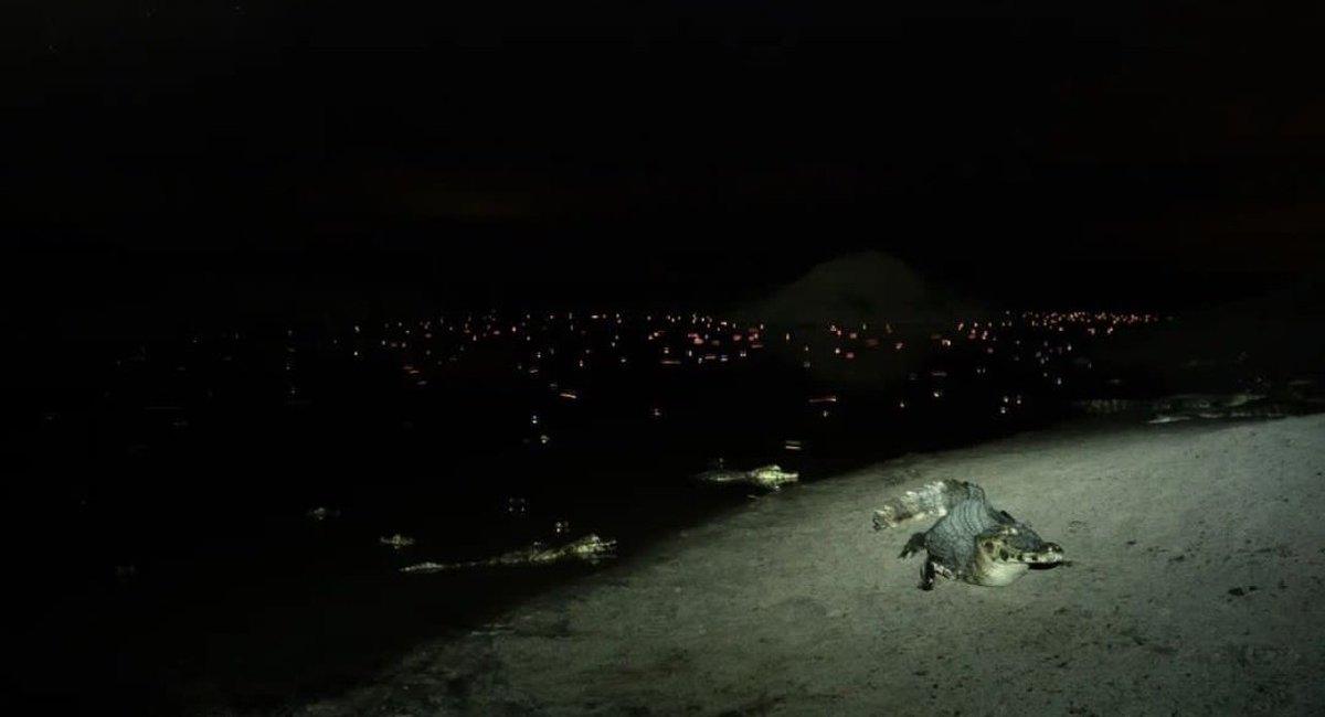 AMBLUISM's tweet image. Lo que se ve en esta imagen son cientos de miles de ejemplares de Yacaré que se resguardan en un pozo con agua hecho de manera artificial en zona del Ibera, #Corrientes. Un pozo que comparte con otras especies de la zona. En la otra imagen un ciervo que lo mataron con un disparo.