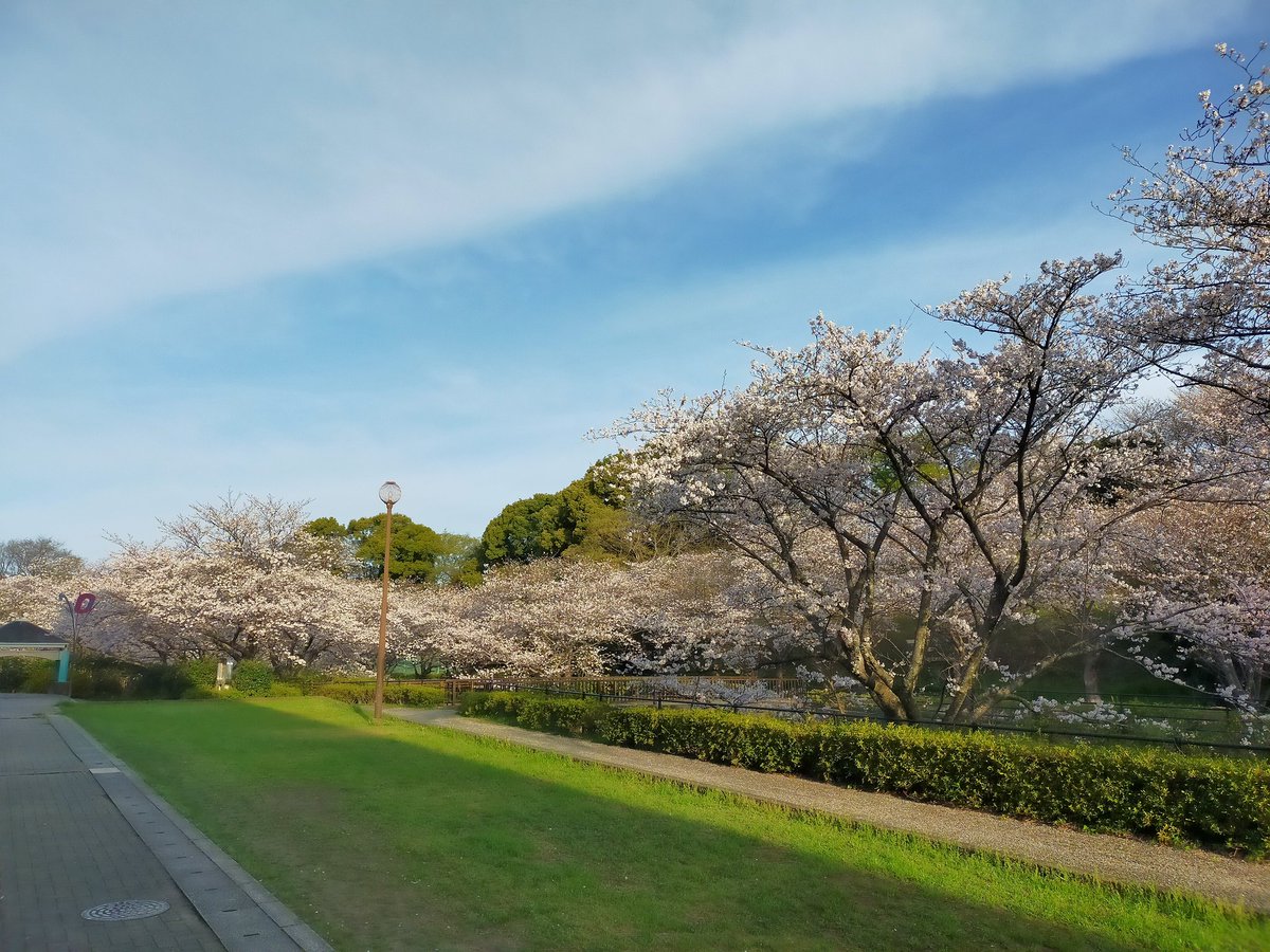 yoshi777coro's tweet photo. 花川運動公園の桜が🌸💮🌸満開でした😍早朝からの散歩がとても気持ち良く幸せ気分になりました☺️🤗 https://t.co/lO2kqXcwJT